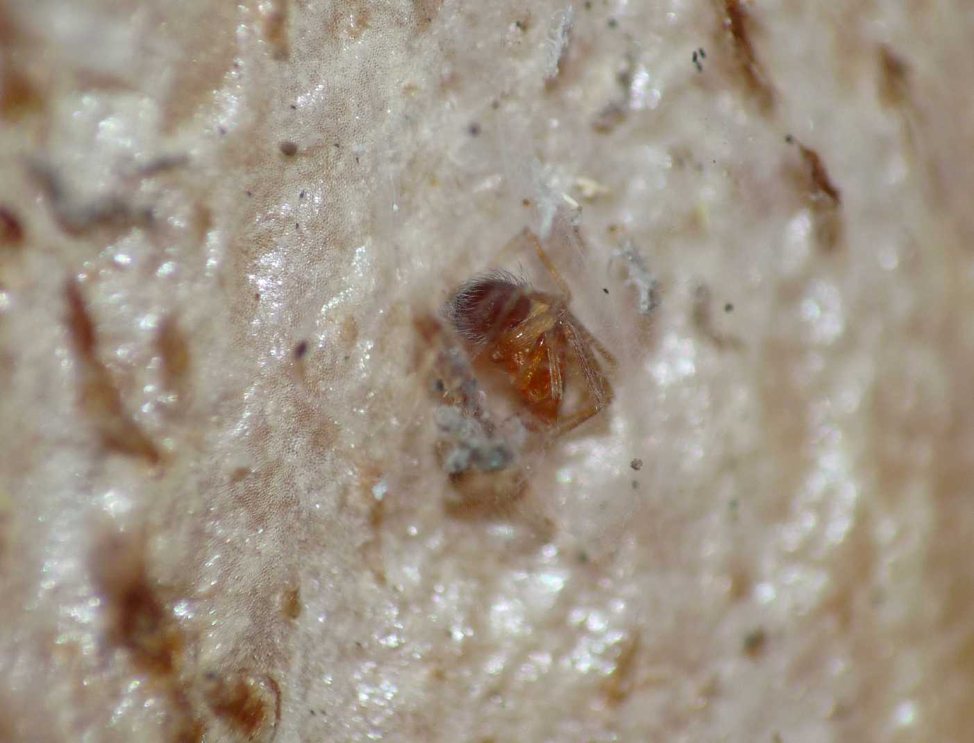 Oonopidae?